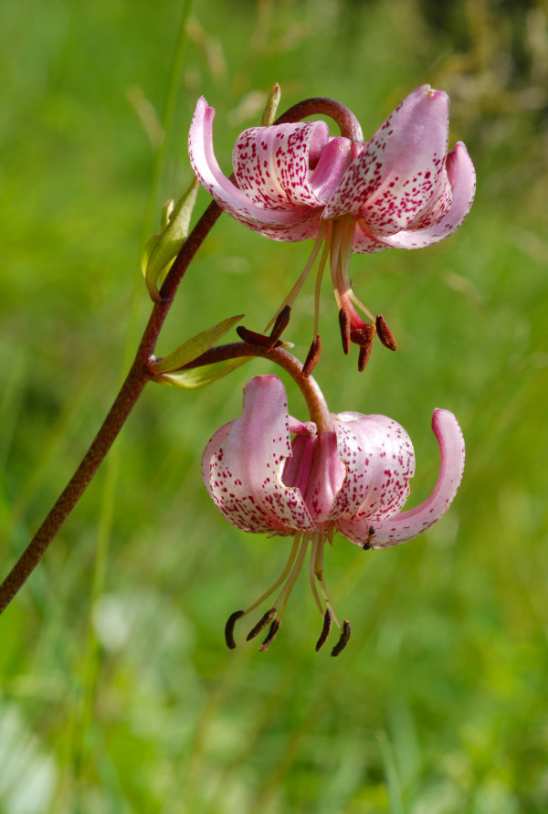 Omaggio al Lilium martagon
